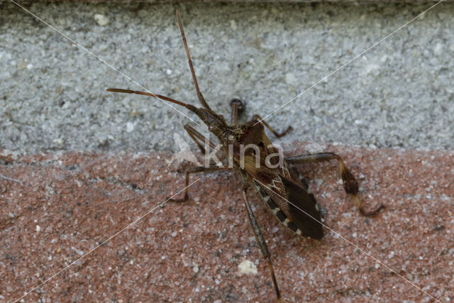 bladpootrandwants (leptoglossus occidentalis)