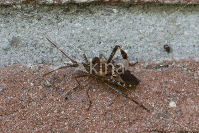 bladpootrandwants (leptoglossus occidentalis)