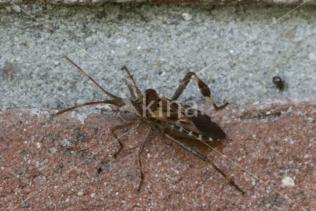 leptoglossus occidentalis