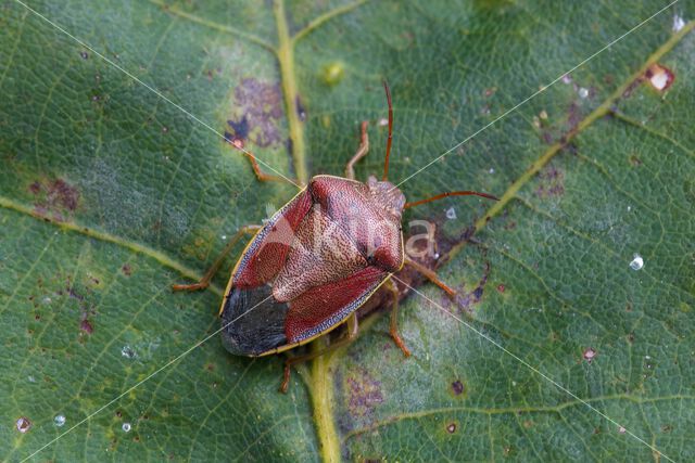 bremschildwants (piezodorus lituratus)