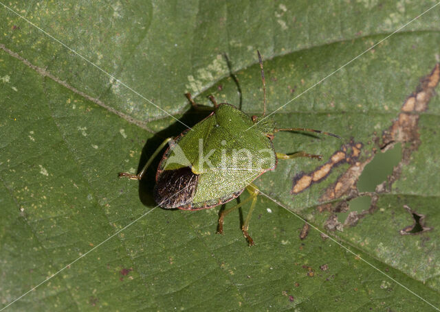 groene schildwants (palomena prasina)