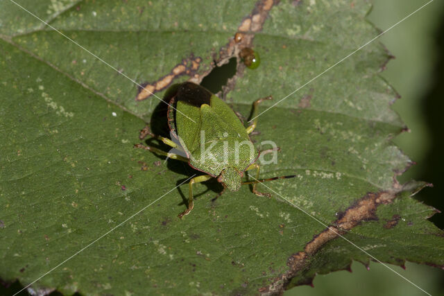 groene schildwants (palomena prasina)