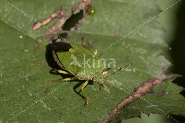 groene schildwants (palomena prasina)