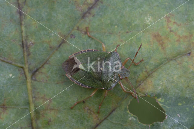 jeneverbesrandwants (gonocerus juniperi)