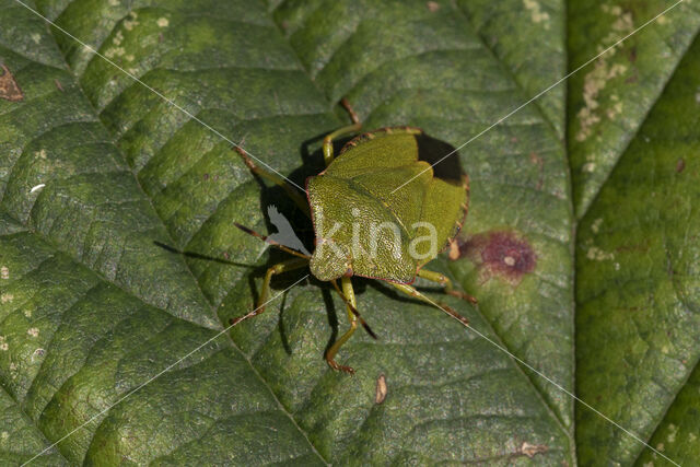 groene schildwants (palomena prasina)