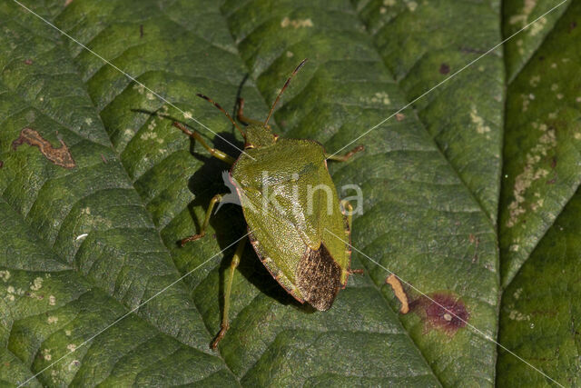 groene schildwants (palomena prasina)