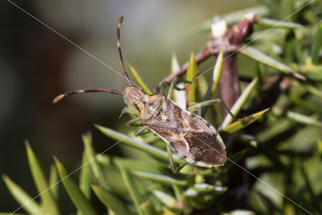 Juniper shieldbug (Cyphostethus tristriatus)