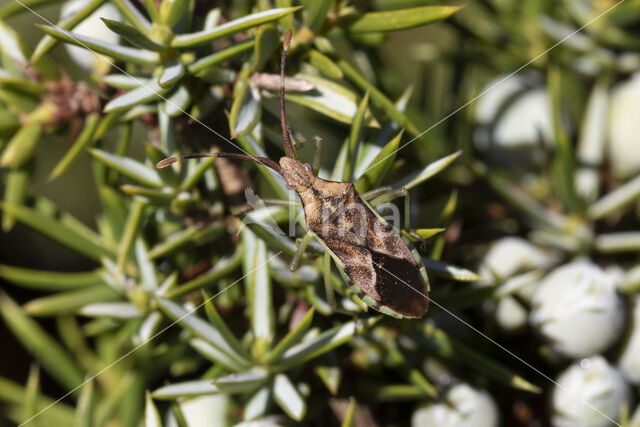 Juniper shieldbug (Cyphostethus tristriatus)