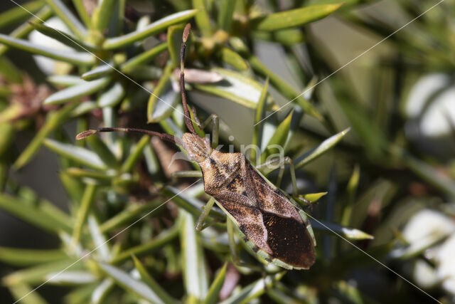 Juniper shieldbug (Cyphostethus tristriatus)