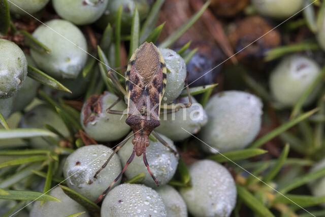 Juniper shieldbug (Cyphostethus tristriatus)