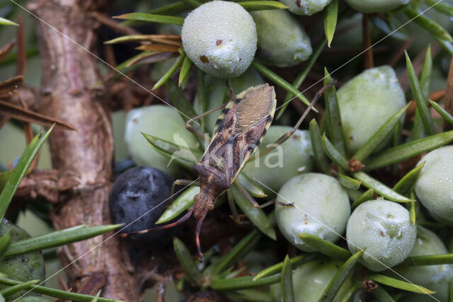 Juniper shieldbug (Cyphostethus tristriatus)