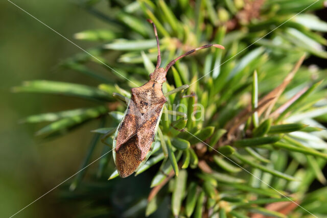 Juniper shieldbug (Cyphostethus tristriatus)