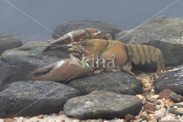 Signal crayfish (Pacifastacus leniusculus)