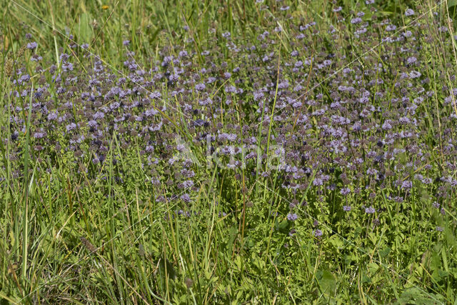 Polei (Mentha pulegium)