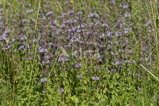 Polei (Mentha pulegium)