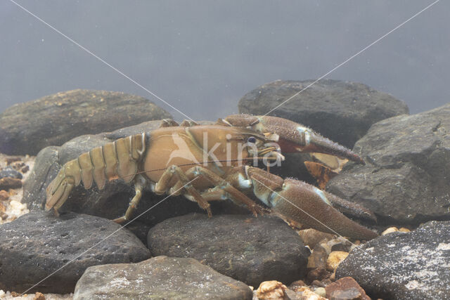 Signal crayfish (Pacifastacus leniusculus)