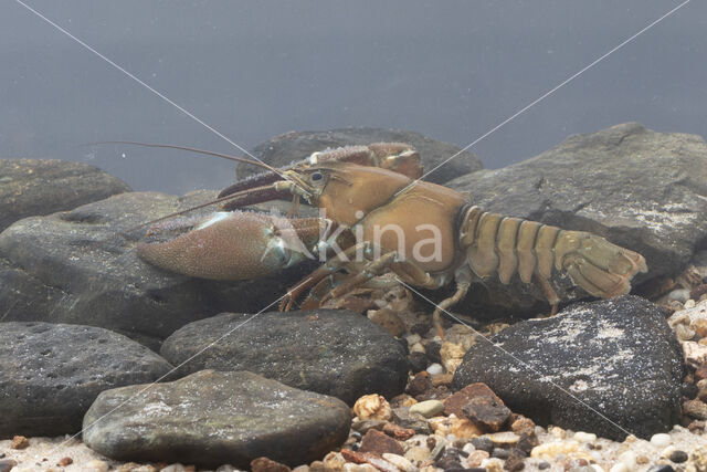 Signal crayfish (Pacifastacus leniusculus)