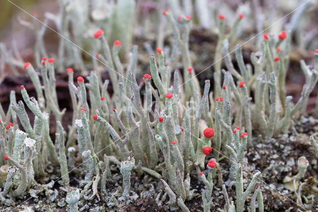 Lipstick Cladonia (Cladonia macilenta)