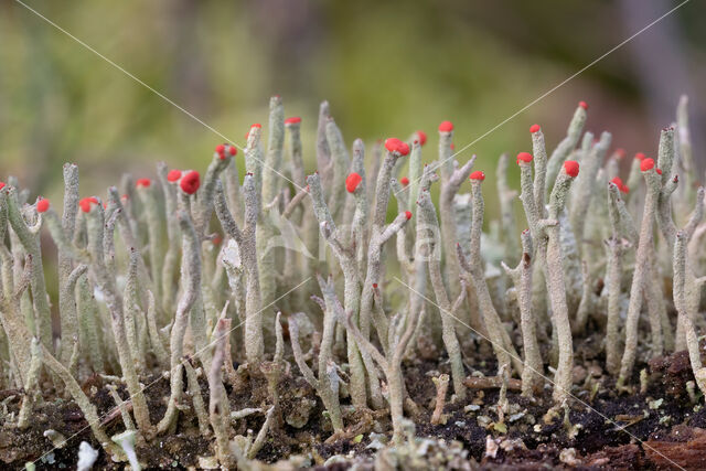 Lipstick Cladonia (Cladonia macilenta)