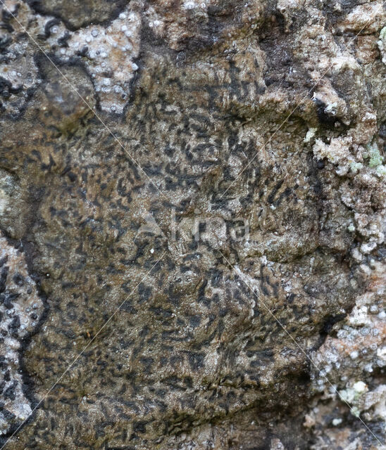 Gestreepte runenkorst (Enterographa hutchinsiae)