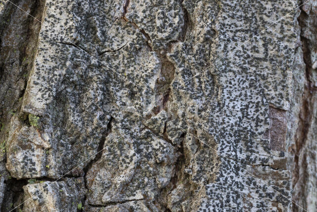 Scribble lichen (Opegrapha varia)