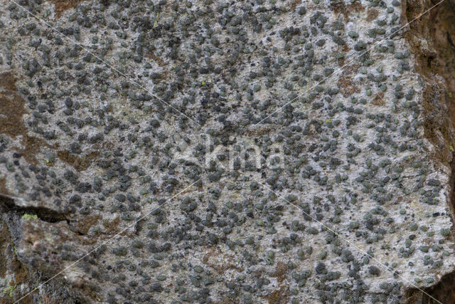 Scribble lichen (Opegrapha varia)