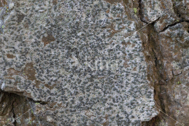 Scribble lichen (Opegrapha varia)