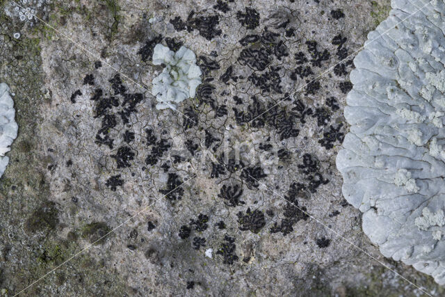 Opegrapha calcarea