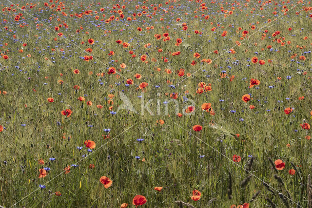 Klaproos (Papaver nigrotinctum)