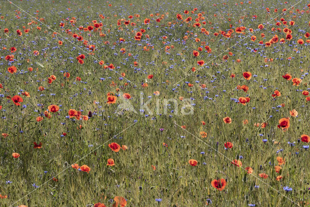 Klaproos (Papaver nigrotinctum)