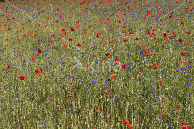 Klaproos (Papaver nigrotinctum)