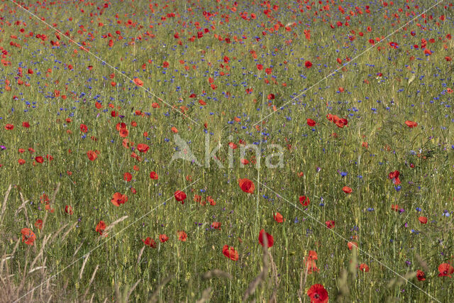 Klaproos (Papaver nigrotinctum)