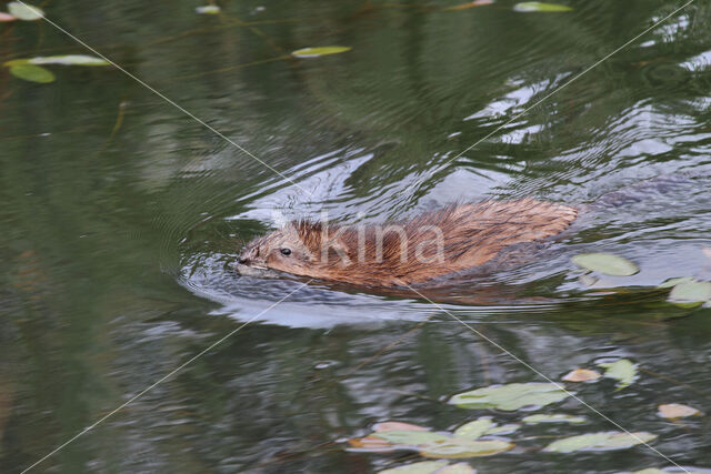 Muskrat (Ondatra zibethicus)