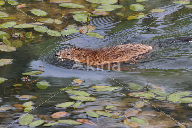 Muskrat (Ondatra zibethicus)