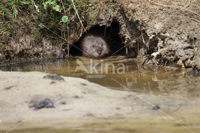 Muskrat (Ondatra zibethicus)