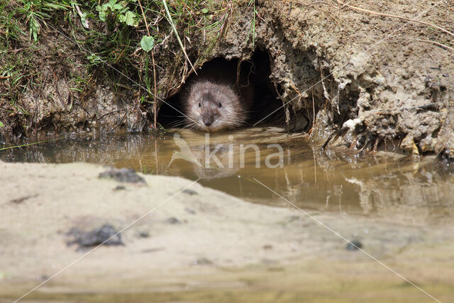 Muskrat (Ondatra zibethicus)