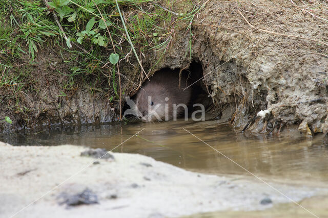 Muskrat (Ondatra zibethicus)