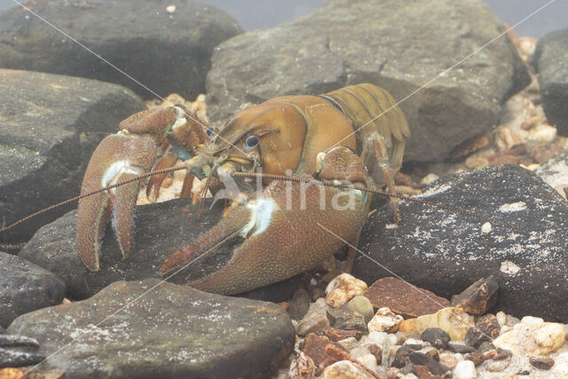 Signal crayfish (Pacifastacus leniusculus)