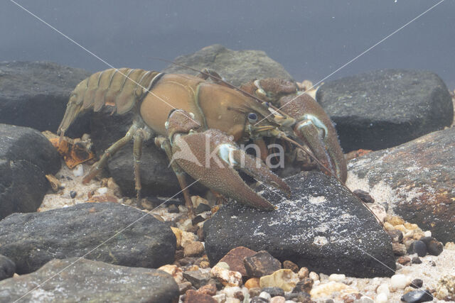 Signal crayfish (Pacifastacus leniusculus)