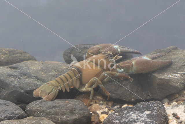 Signal crayfish (Pacifastacus leniusculus)