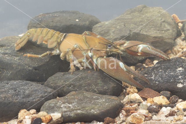 Signal crayfish (Pacifastacus leniusculus)