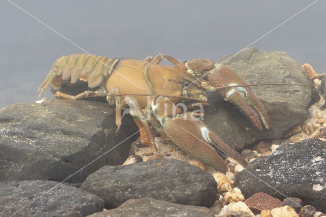 Signal crayfish (Pacifastacus leniusculus)