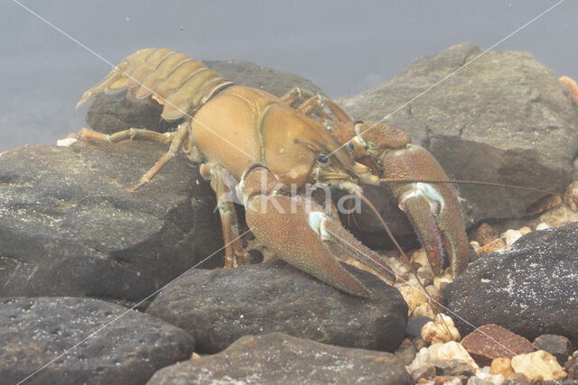 Signal crayfish (Pacifastacus leniusculus)