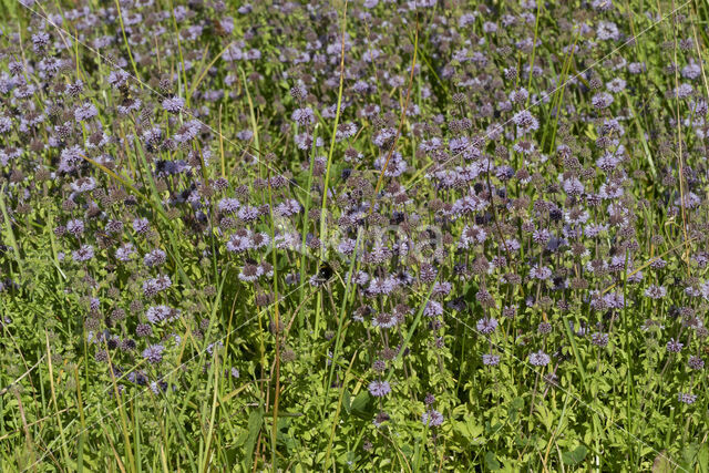 Penny-royal (Mentha pulegium)