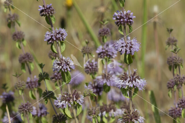 Penny-royal (Mentha pulegium)