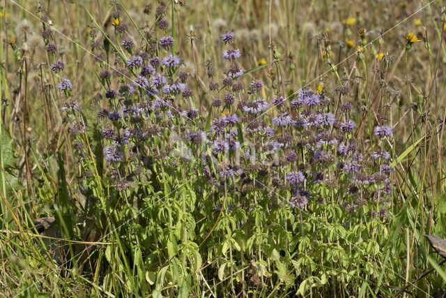 Polei (Mentha pulegium)