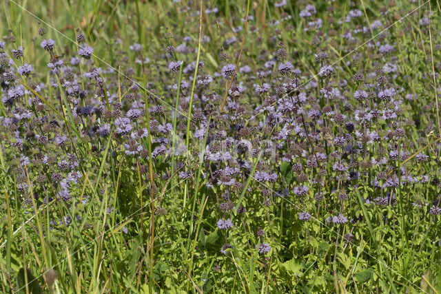 Penny-royal (Mentha pulegium)