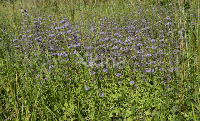 Polei (Mentha pulegium)