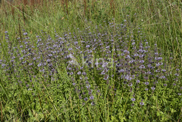 Penny-royal (Mentha pulegium)