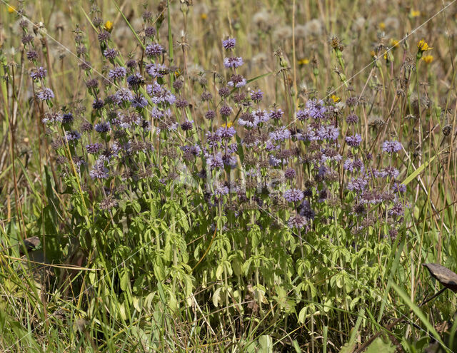 Polei (Mentha pulegium)